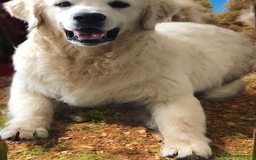 Golden Retriever dogs for sale: Golden retriever male - Image 5