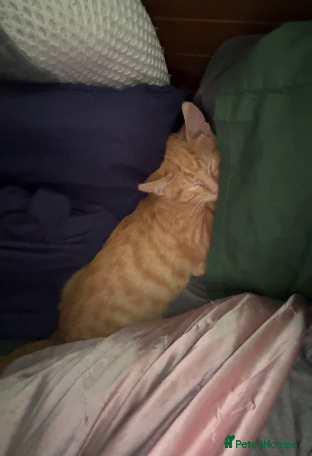 Domestic Shorthair cats for sale: ginger boy for energetic, loving home  - Image 3