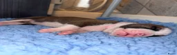 Alapaha Blue Blood Bulldog dogs for sale: Alapaha blue blood bulldogs  in Gloucester - Advert 3
