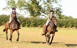 English Thoroughbred horses for sale: Smart hunter for sale - perfect mother/daughter - Image 9
