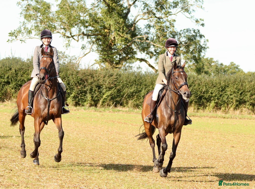 English Thoroughbred horses for sale: Smart hunter for sale - perfect mother/daughter - Image 9