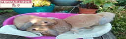 Dwarf Lop rabbits for sale: Pretty Dwarf Lop Babies: Males & Females - Advert 13