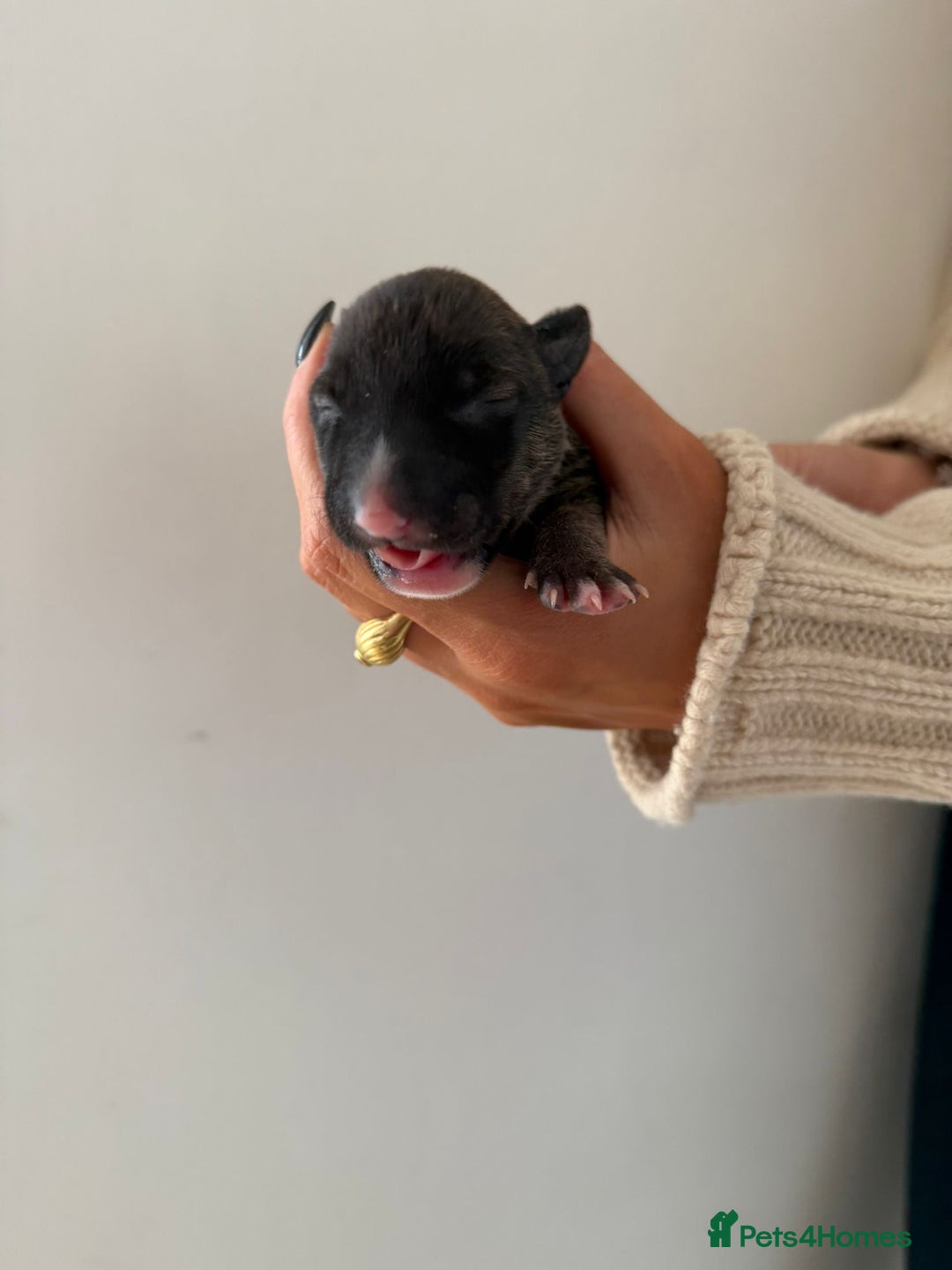 English Bull Terrier dogs for sale: Champion line EBT Puppies - Image 13