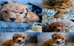 Cockapoo dogs for sale: ✨ READY SOON-Adorable F1B Cockapoo Puppies✨ - Image 6