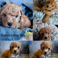 Cockapoo dogs - Advert 13