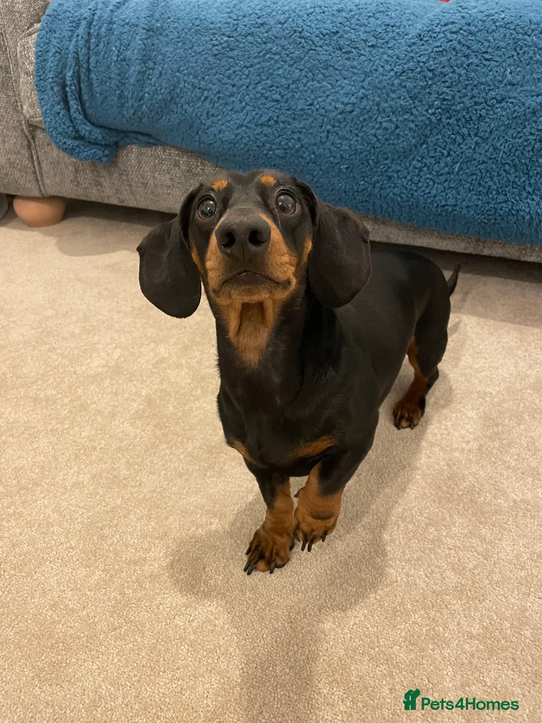 Miniature Dachshund dogs for stud: RKC Registered Miniature Dachshund Stud - Advert 4