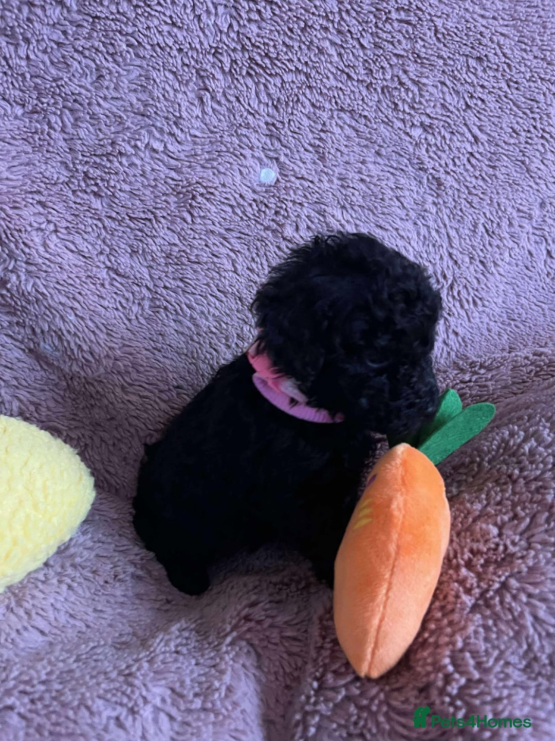Miniature Poodle dogs for sale: Miniature Poodles!!! - Advert 29