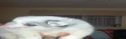 Pomeranian dogs for sale: Pomeranian puppies - Advert 20