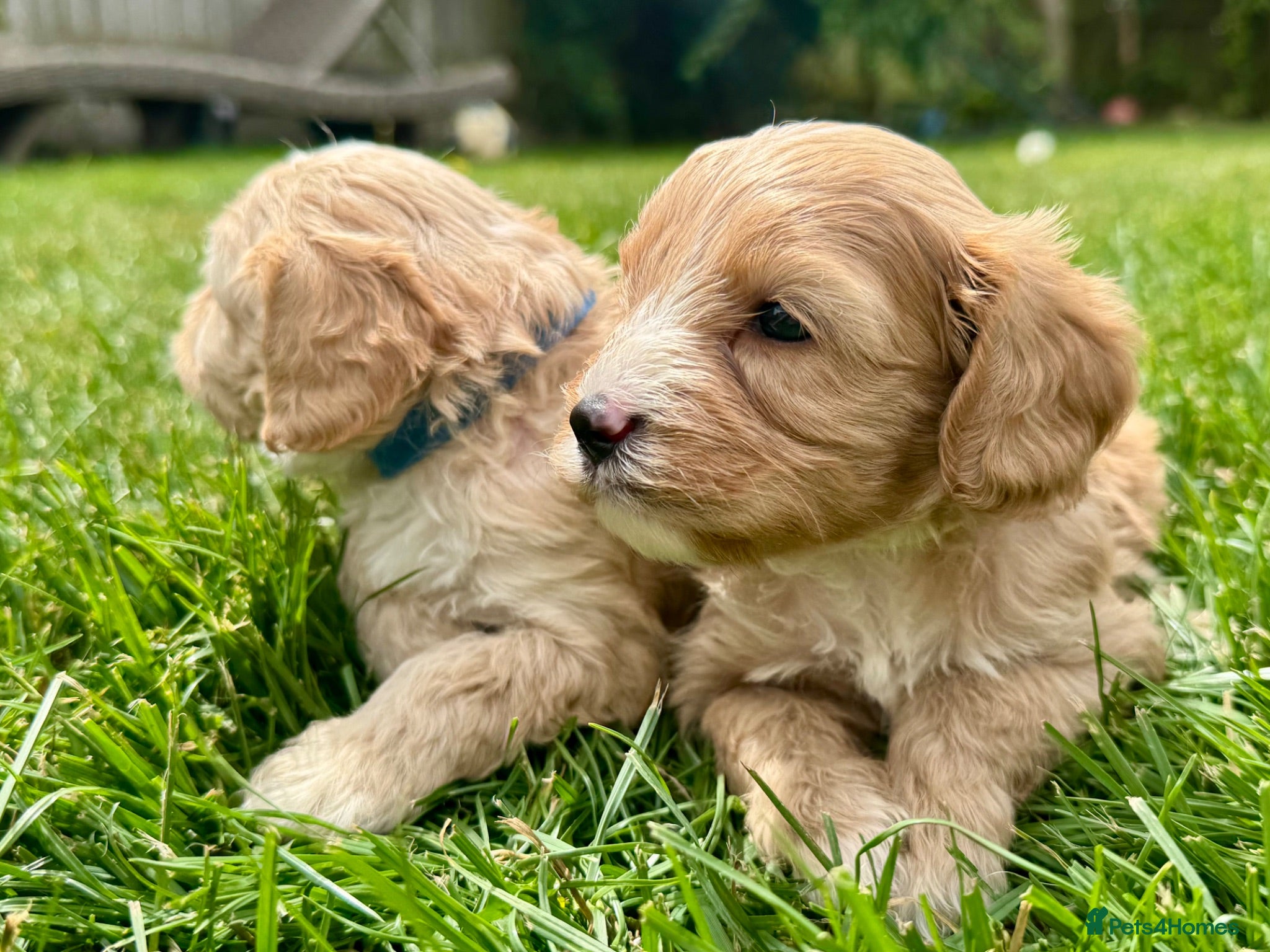 Cavapoo dogs F1 cavapoo males 💙💚 - Advert 2