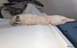 Bengal cats for sale: BLUE EYE SNOW BENGAL LYNC TICA ACTIVE - Image 8