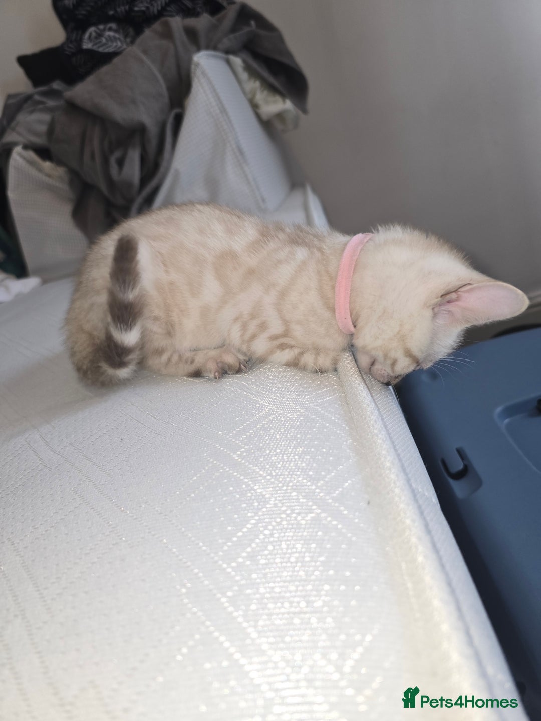 Bengal cats for sale: BLUE EYE SNOW BENGAL LYNC TICA ACTIVE - Image 8