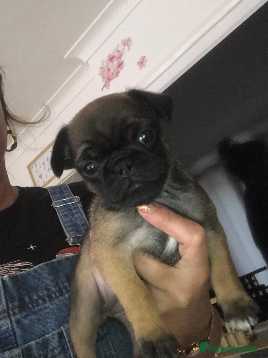Pug dogs for sale: Rare apricot fawn female pug puppy ready now  - Advert 13
