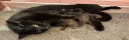 Mixed Breed cats for sale: Make kittens - Advert 1