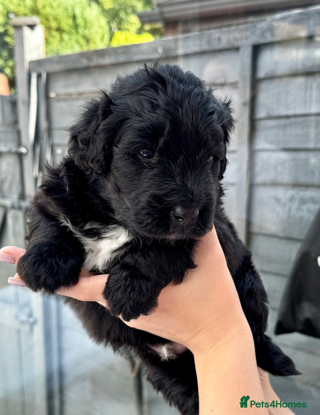 Bernedoodle dogs for sale: 🐾🐶 Stunning chunky bernedoodle babies 🐶🐾 - Image 7