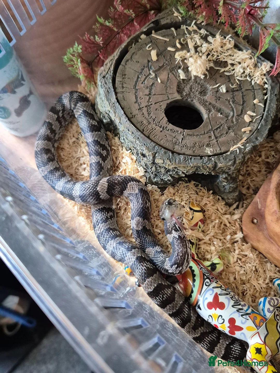 Corn Snake reptiles for sale: Corn snake 5 years old - Advert 2