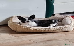 Chihuahua dogs for sale: 4 adorable chihuahua puppies  - Image 6