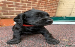 Cocker Spaniel dogs for sale: cocker spaniel pups ready for reserve - Image 3
