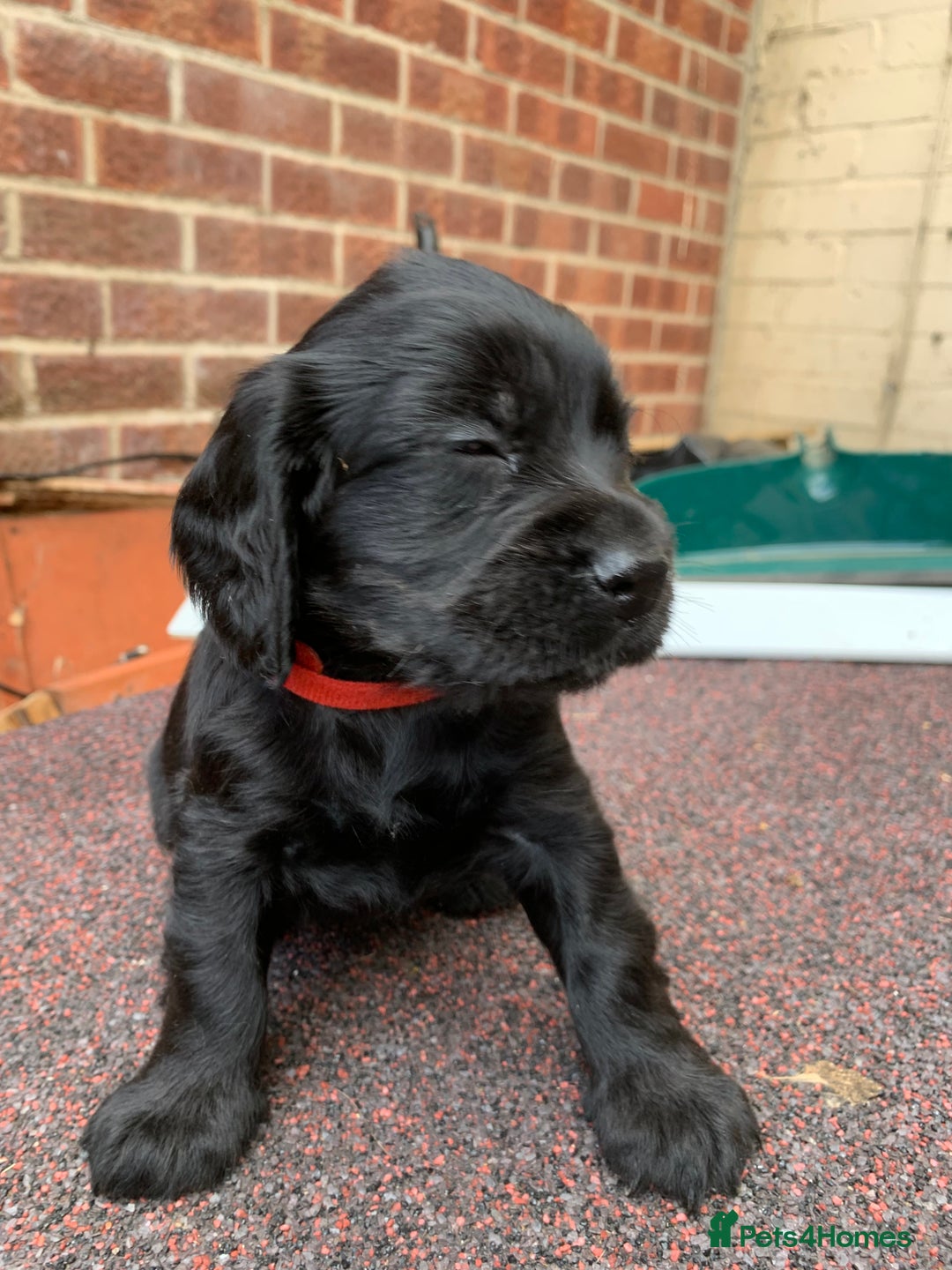 Cocker Spaniel dogs for sale: cocker spaniel pups ready for reserve - Image 3