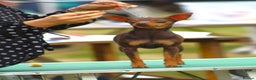 Miniature Pinscher dogs for sale: LAST PUPPY - LADYLUCKPINS KC MIN PINS - Advert 30