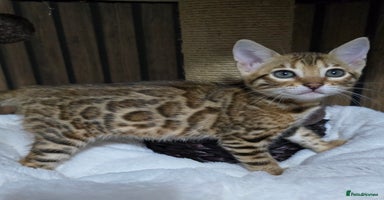 Bengal cats - Advert 1