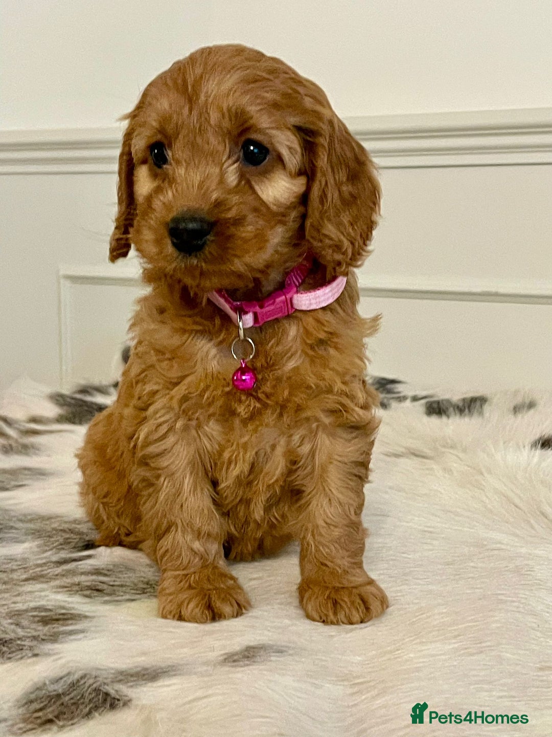 Cockapoo dogs for sale: Adorable F1 Cockapoo Puppies  - Image 17