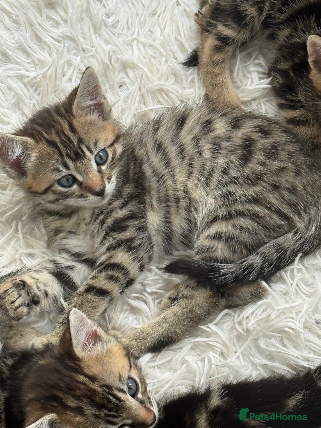 Bengal cats for sale: MARBLED & Spotted BENGALS TiCA Reg 1 kitten left  - Image 4