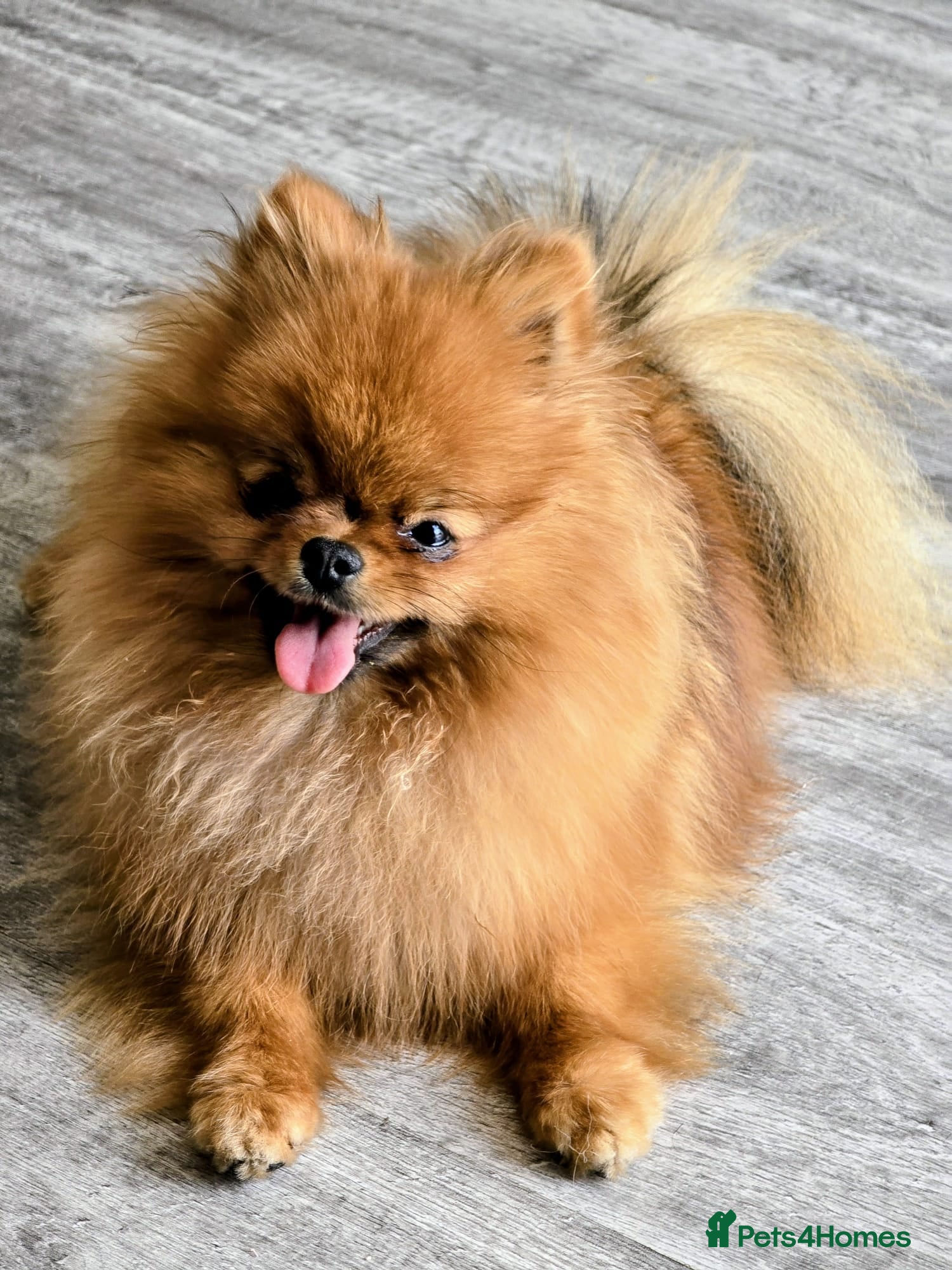 Pomeranian dogs Beautiful Pomeranian female - Advert 6