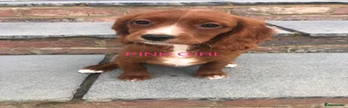 Pink girl 