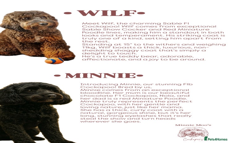 Cockapoo dogs - Advert 8