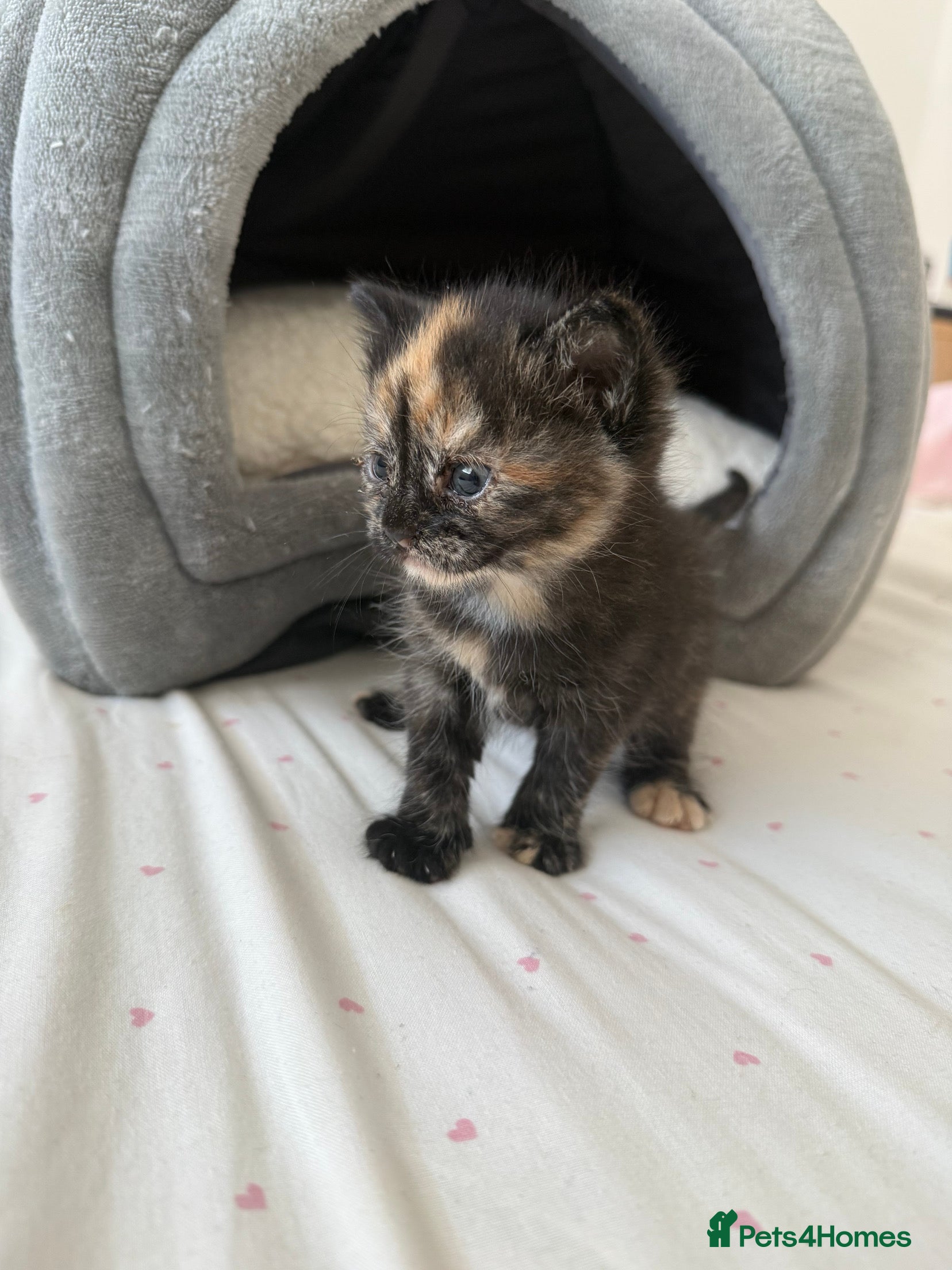 Ragdoll cats Ragdoll x main coon kittens - Advert 14