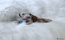 Miniature Dachshund dogs for sale: 5 ⭐ Licensed Breeder Miniature Dachshunds puppies - Image 1