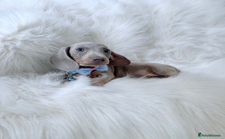Miniature Dachshund dogs - Advert 4
