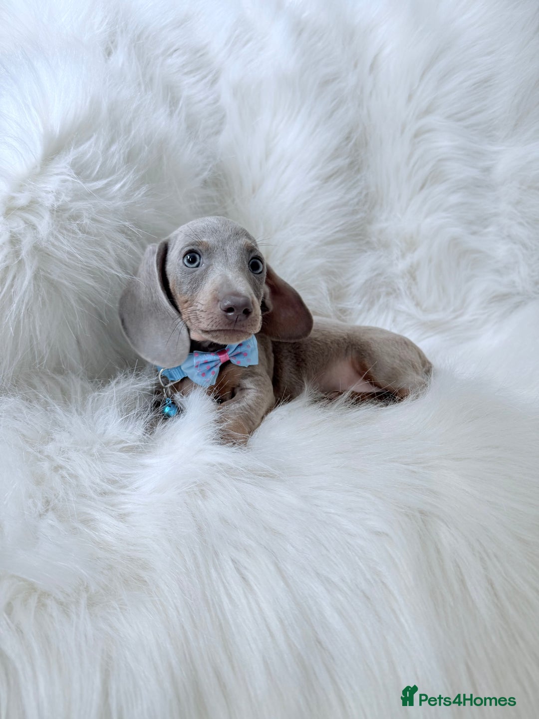 Miniature Dachshund dogs for sale: 5 ⭐ Licensed Breeder Miniature Dachshunds puppies - Image 1