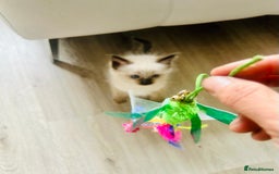 Ragdoll cats for sale: Ragdoll Kittens  - Image 9