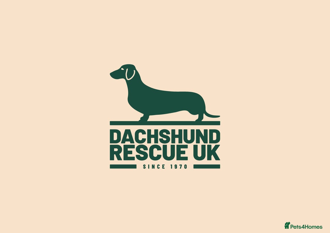 Dachshund dogs for adoption: Dachshund - Image 1