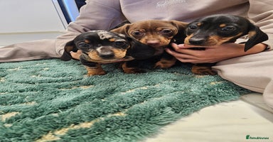 Miniature Dachshund dogs - Advert 8