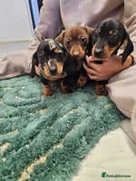 Miniature Dachshund dogs - Advert 12