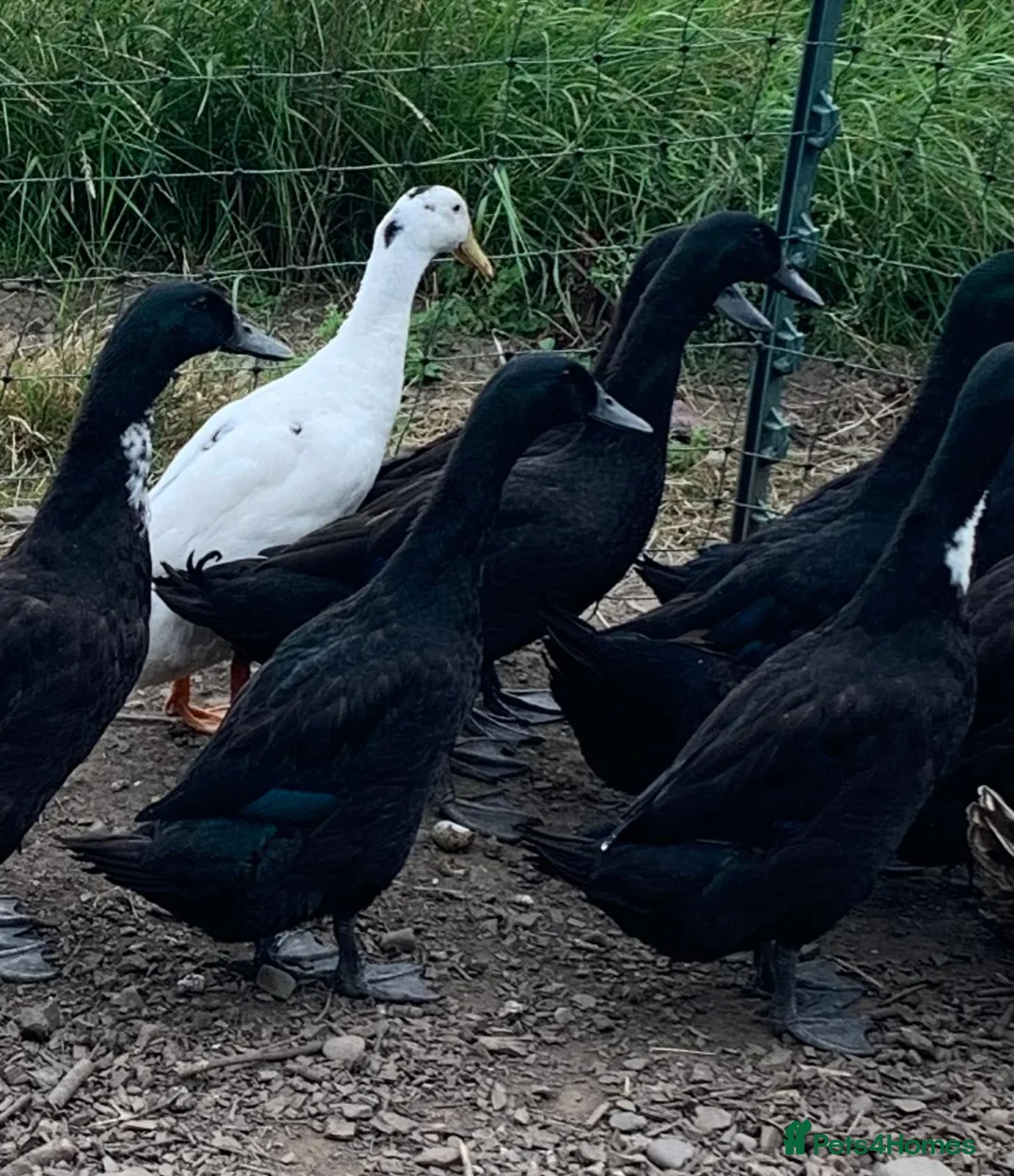 Ducks poultry for sale: Cayuga X Ducks  - Advert 1