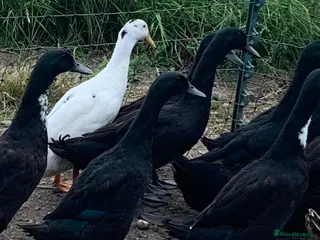 Ducks poultry Cayuga X Ducks in Jedburgh - Advert 1