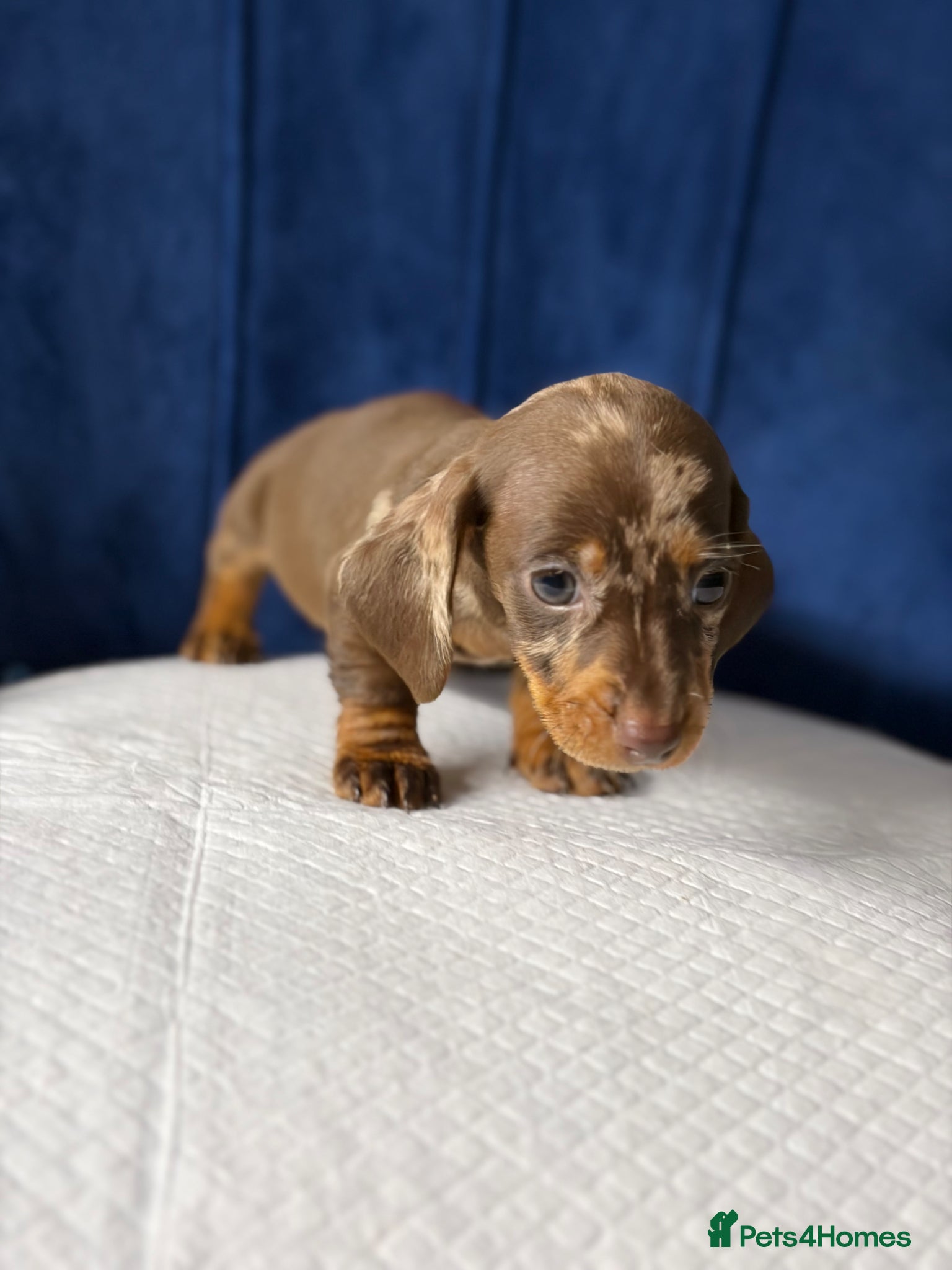 Miniature Dachshund dogs Miniature Dachshunds 8 weeks old  - Advert 3