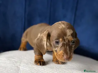 Miniature Dachshund dogs Miniature Dachshunds 8 weeks old - Advert 3