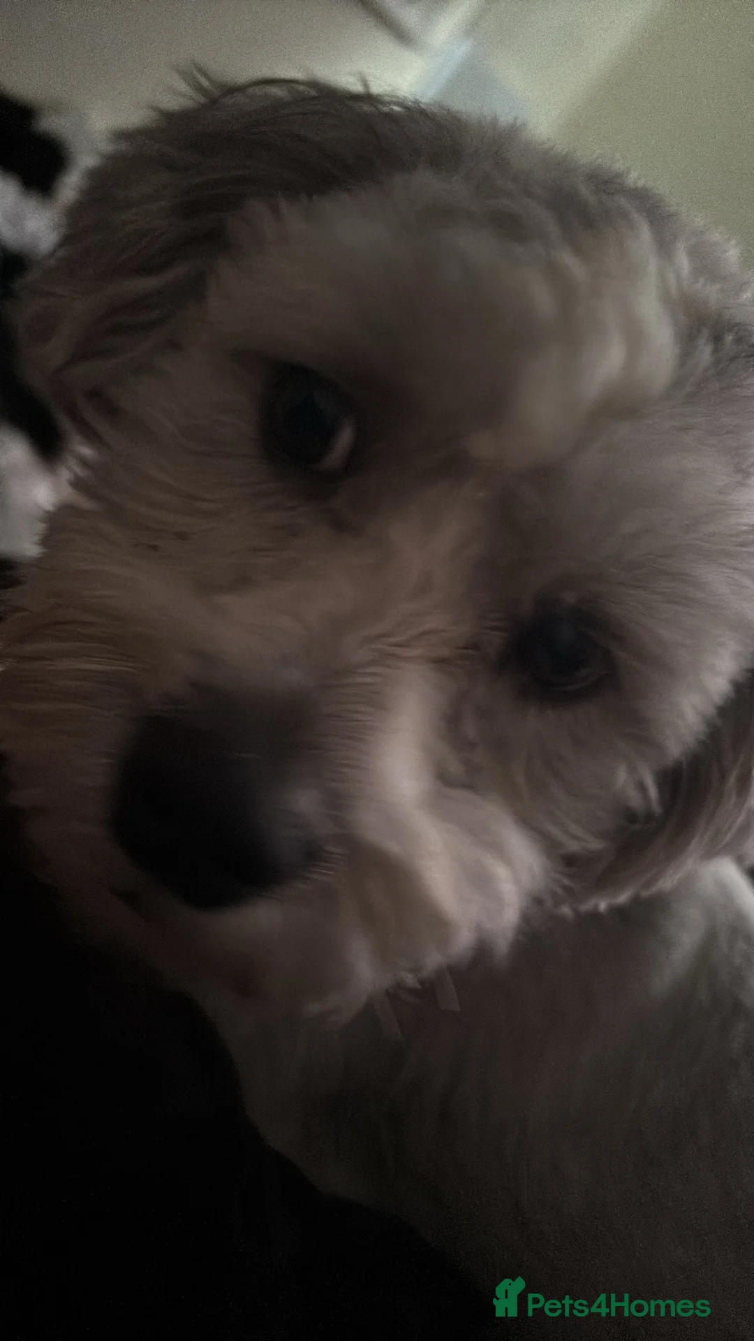 Mixed Breed dogs for stud: Milo the shiztpoo in South Shields - Advert 2