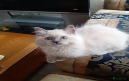 Ragdoll cats for sale: Original purebred Ragdoll kittens.Girl and boy. - Image 9