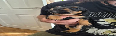 Brown collar (kids names him Podge)