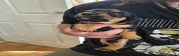 Mixed Breed dogs for sale: 1 Male and 3 Female Dorkies in Southampton - Advert 7