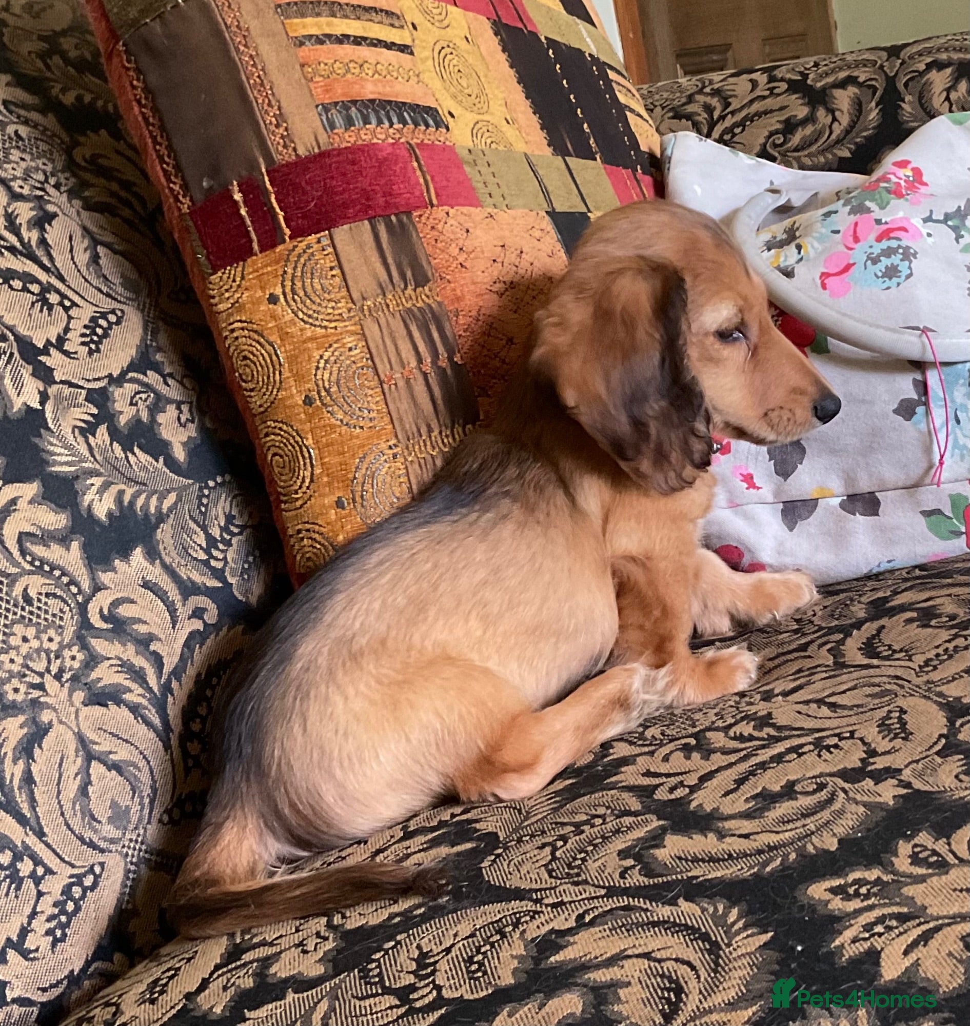 Miniature Dachshund dogs GORGEOUS KC reg PRA CLEAR MINI DACHSHUND PUPPIES - Advert 2