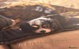 Cavalier King Charles Spaniel dogs for sale: 2 beautiful cavalier King Charles  - Image 7