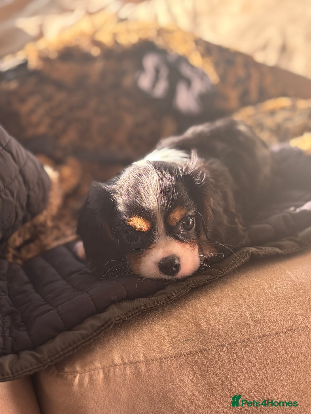 Cavalier King Charles Spaniel dogs for sale: 2 beautiful cavalier King Charles  - Image 7