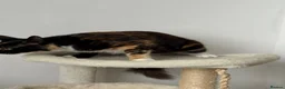 Mixed Breed cats for sale: Milan, black and white kitten - Advert 9