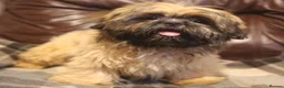 Shih Tzu dogs for sale: Stunning shih tzu boy  - Advert 4